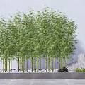 Tall Green Bamboo Plants Growing In Stone Planter With White Pebbles And Gray Wall