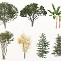 Various Arbor Trees with Different Species Leaf Colors and Growth Shapes for Landscaping