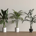 Large Leafy Indoor Potted Green Plants In White Black Pots On Light Wall Wooden Floor