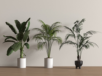 green plant potted floor plant 3d model