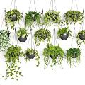 Lush Hanging Basket Plants With Various Greenery In Decorative Pots For Home Decor