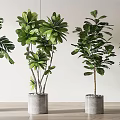 Indoor Potted Green Plants With Lush Leaves In Gray Concrete Pots For Modern Home Decor