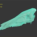 Medical Device Animal Skull Anatomical Model For Educational And Research Use