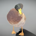 Wild Duck with Brown Feathers Green Head Yellow Beak Orange Feet Standing on Gray Background