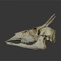 Anatomical Animal Skull With Horns And Detailed Skeletal Features On Dark Surface