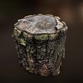 Close Up Of Tree Stump With Visible Annual Rings Green Moss And Textured Bark
