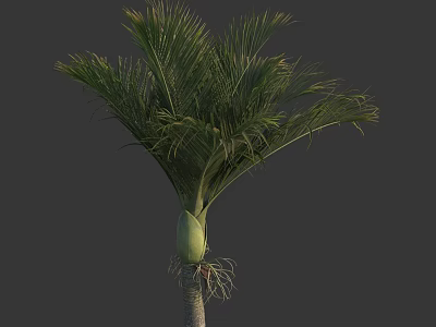 Tall Lush Tropical Palm Tree With Green Fronds And Thick Trunk 3d model