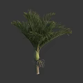 Tall Lush Tropical Palm Tree With Green Fronds And Thick Trunk