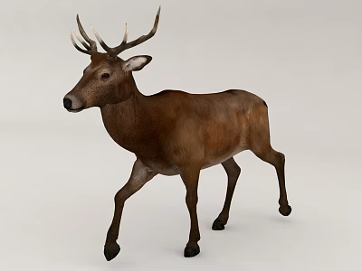 Realistic Brown Deer With Large Antlers Walking On Plain White Background 3d model