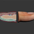 Human Eye Anatomy Detailed Structure Cross Section View Medical Illustration