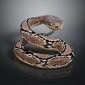 Coiled Snake With Brown And Black Pattern On Dark Background With Reflection 3d model
