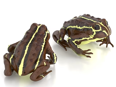 Two Detailed Brown Frogs With Yellow Stripes On White Background 3d model