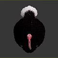 Pink Necked Ostrich With Black Feathers And White Tail Standing On Gray Background