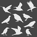 White Silhouettes of Various Flying Bird Species in Different Poses on Gray Background