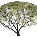 Dense Rounded Shrub With Green And Light Green Foliage In Natural Landscape