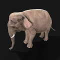 Realistic Gray Elephant With White Tusks Standing On Black Background 3d model