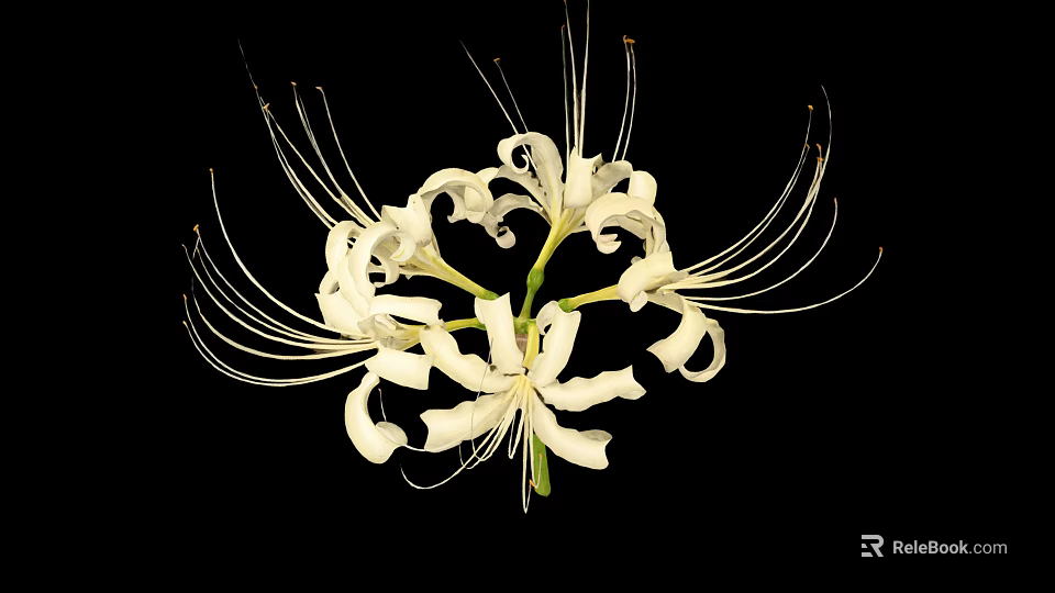 White Spider Lily With Long Filament Petals On Black Background 3d model 