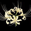 White Spider Lily With Long Filament Petals On Black Background