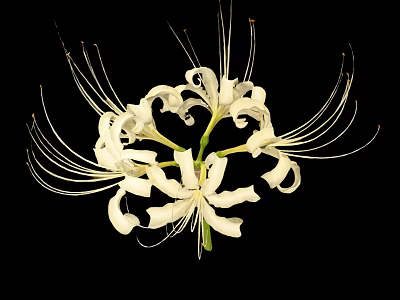 White Spider Lily With Long Filament Petals On Black Background 3d model