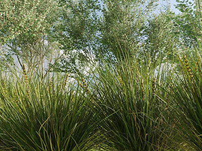 Lush Green Shrubs Growing In Natural Garden With Tall Trees And Sunlight 3d model