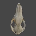 Ancient Animal Skull From Australian National University Archaeology And Digital Humanities