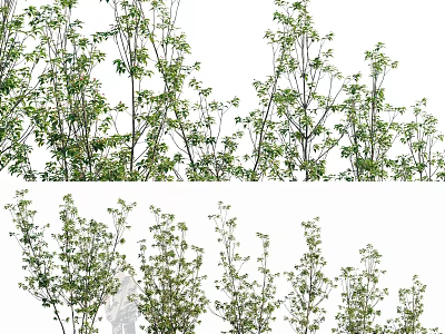 Modern Plant Holly-stalked Shrub Plant 3d model
