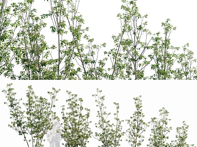 Modern Plant Holly-stalked Shrub Plant 3d model
