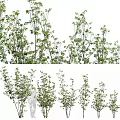 Lush Green Garden Plants With Various Heights Bushes And Dense Foliage