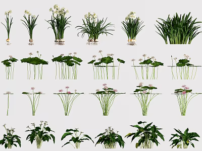 Various Beautiful Flowers and Green Plants with Different Leaf Shapes and Blooms 3d model
