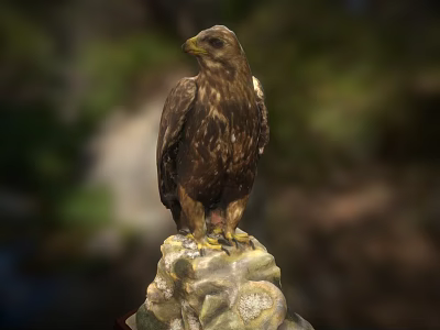 Majestic Eagle Standing On Rocky Perch In Natural Outdoor Environment 3d model