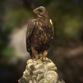 Majestic Eagle Standing On Rocky Perch In Natural Outdoor Environment
