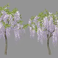 Lush Wisteria Trees With Purple Hanging Blooms And Green Foliage