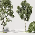 Trees With Green Foliage And Various Branch Structures In Natural Arrangement