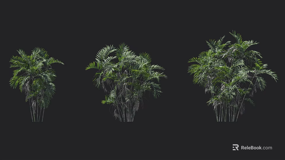Green Arborescent Plants With Lush Foliage And Clustered Trunks On Black Background 3d model 