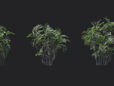 Green Arborescent Plants With Lush Foliage And Clustered Trunks On Black Background 3d model