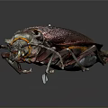 Shiny Metallic Purple Beetle With Orange Edges And Detailed Legs On Dark Background