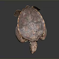 Brown Sea Turtle With Textured Carapace On Dark Background Showing Reflection 3d model