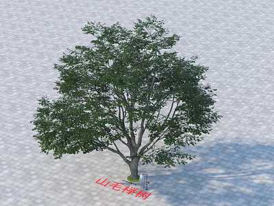 Beech Tree As Deciduous Arbor With Lush Green Canopy On Paved Ground 3d model