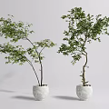 Bonsai Potted Plants With Lush Green Foliage In White Ceramic Pots For Indoor Decor