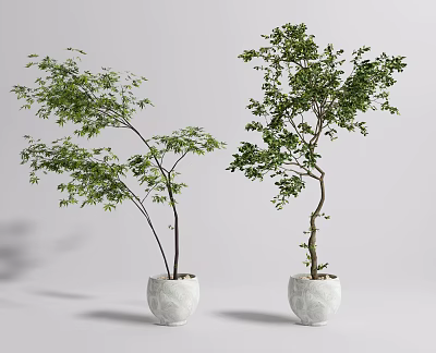 Bonsai Potted Plants With Lush Green Foliage In White Ceramic Pots For Indoor Decor 3d model