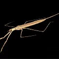 Light Brown Stick Insect With Slender Body And Long Legs On Black Background