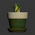 Small Green Plant with Thick Leaves in Green and White Ceramic Pot with Tray