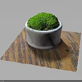 Green Moss Plant in Gray Cement Pot on Wooden Textured Mat