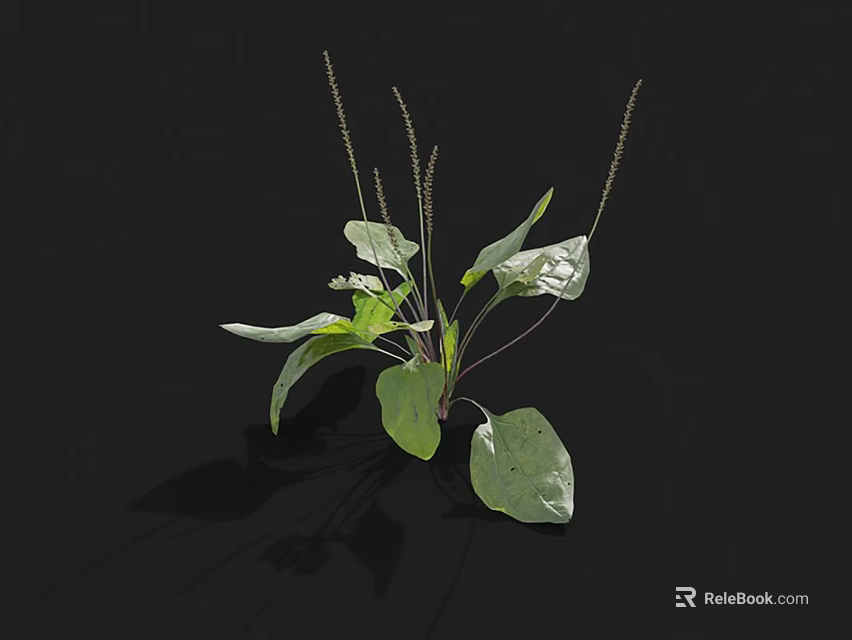 Detailed 3D Rendered Herb Plant With Green Leaves And Slender Stems On Black Background 3d model 