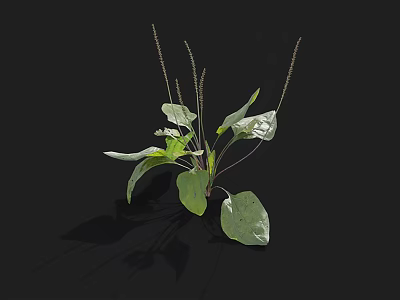 Detailed 3D Rendered Herb Plant With Green Leaves And Slender Stems On Black Background 3d model