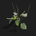 Detailed 3D Rendered Herb Plant With Green Leaves And Slender Stems On Black Background