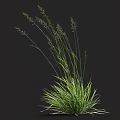 Lush Green Grass With Slender Stems And Spikelets Against Dark Background 3d model