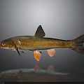 Detailed View Of Brown Fish With Orange Fins And Reflection On Dark Surface