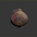 Fresh Vibrant Organic Onion With Pink Orange Purple Hues On Dark Surface