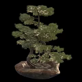 Bonsai Plant with Curved Trunk Green Pine Needles on Natural Stone Base